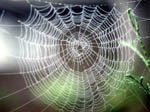 hadi hia chabka ta3 spider man